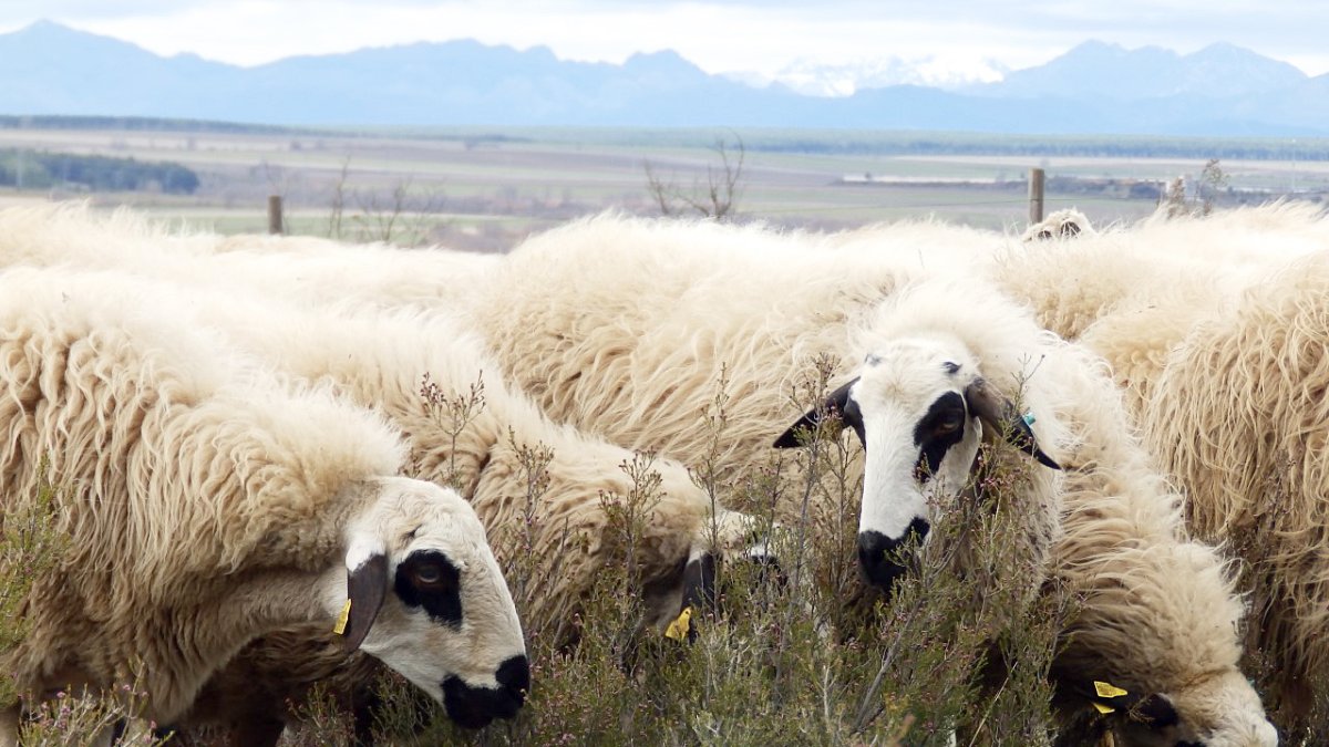 Rebaño de ovejas en la provincia.- HDS