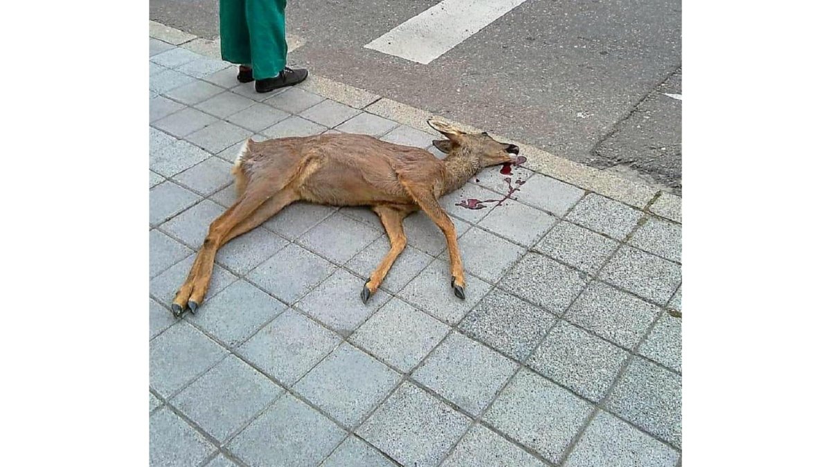 El joven corzo que fue atropellado en una calle de Tudela de Duero.-E.M.