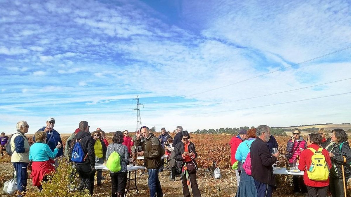 Participantes en la actividad enoturística ‘A la rebusca’, celebrada ayer en Mucientes.-EL MUNDO