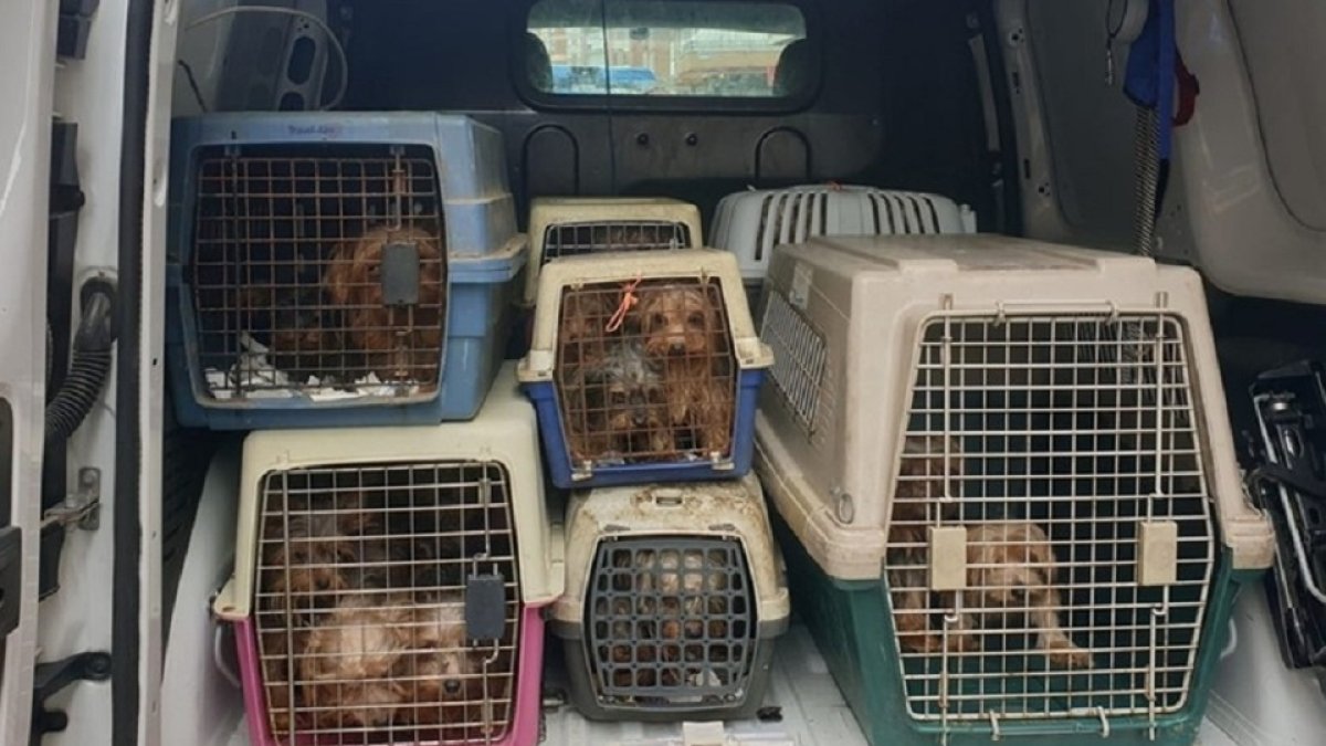 Perros rescatados por la Policía Municipal. E.M.