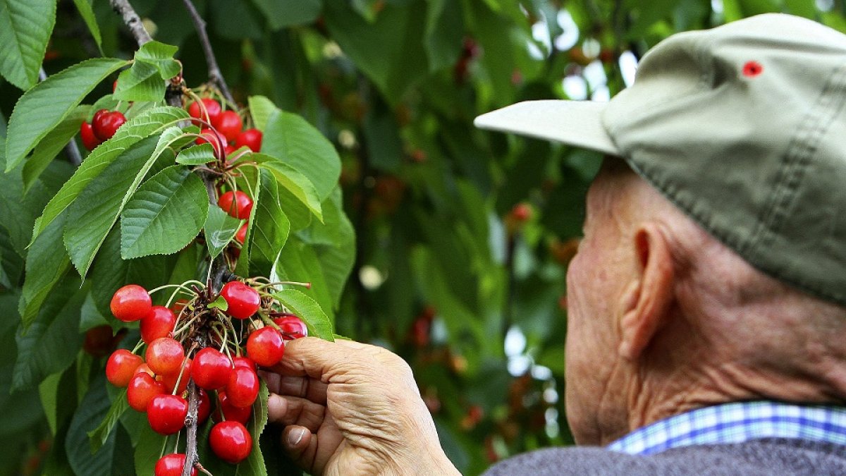 Un agricultor recolecta frutos en una de las explotaciones de la Marca de Garantía Cereza del Bierzo. / ICAL