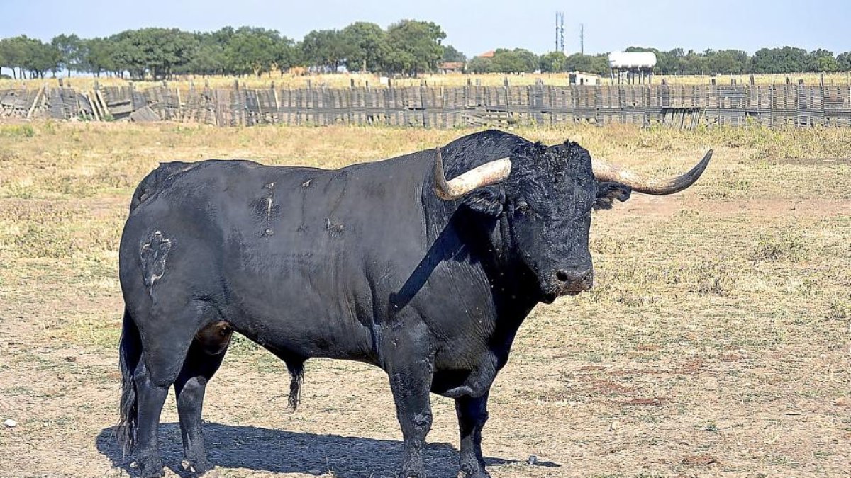 'Pelado', primer Toro de la Peña.-EL MUNDO