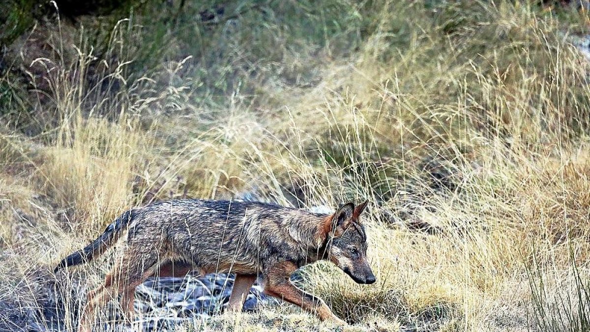Imagen de un lobo en las inmediaciones leonesas del Parque Natural de Picos de Europa.-ANDONI CANDELA
