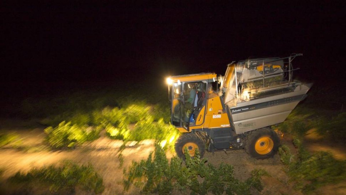 Primera vendimia en Castilla y León en la bodega Hugad de Serrada (Valladolid)-Ical