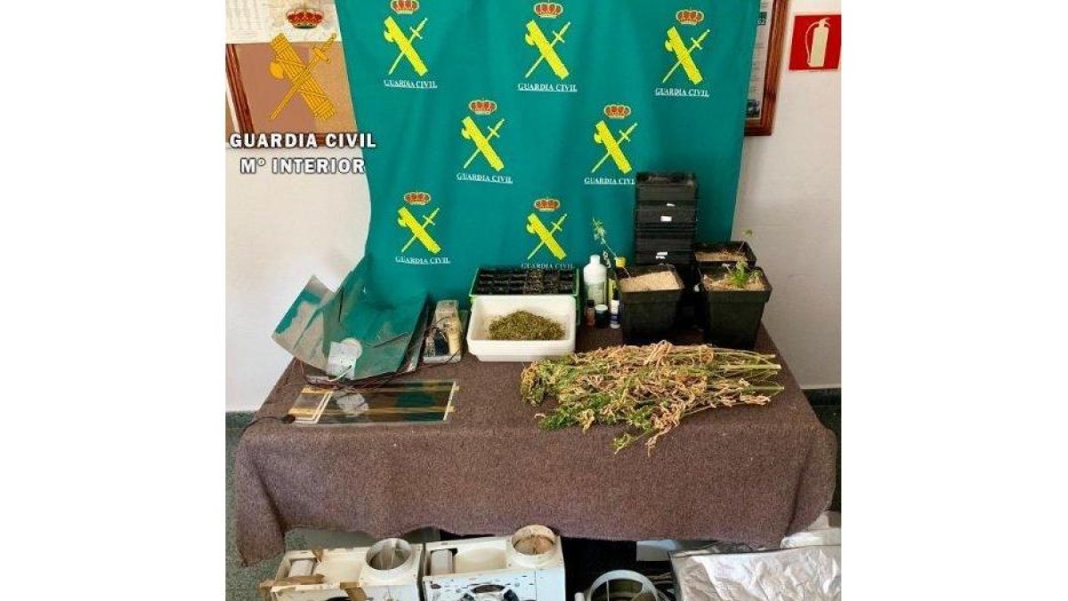 Investigan a un varón de 36 años por el cultivo de marihuana en su domicilio de Aguilar de Campoo-GUARDIA CIVIL