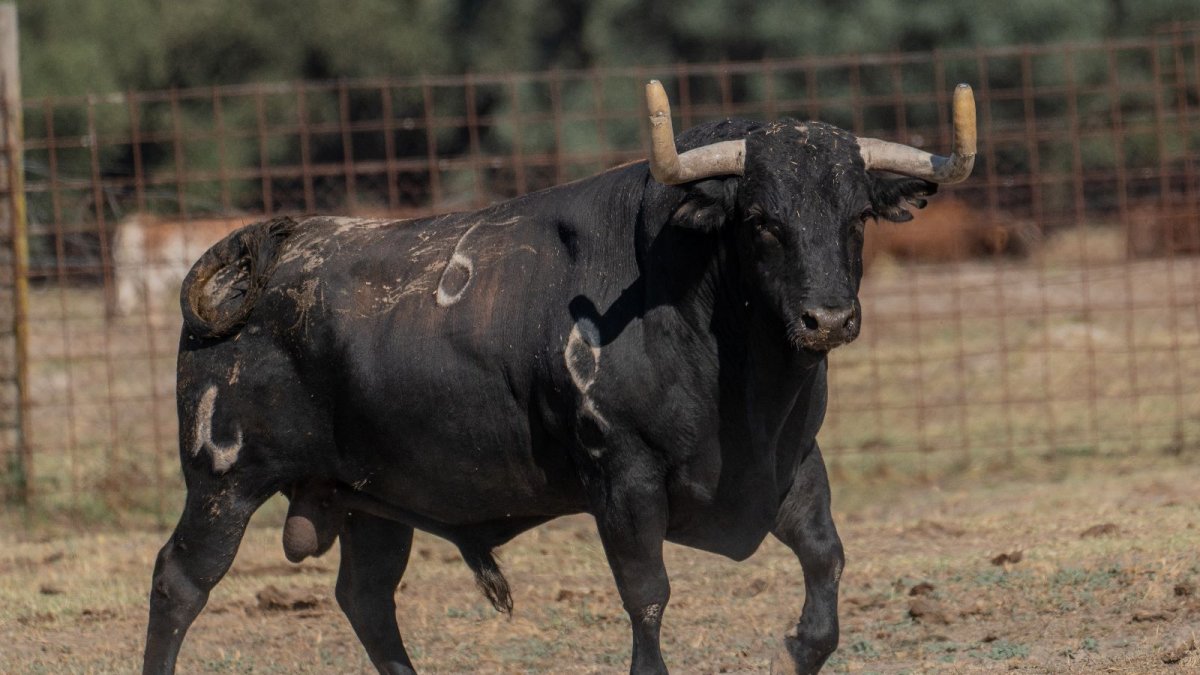 Gavilanillo, toro escogido para el Toro de la Vega 2023 .-AYUNTAMIENTO DE TORDESILLAS