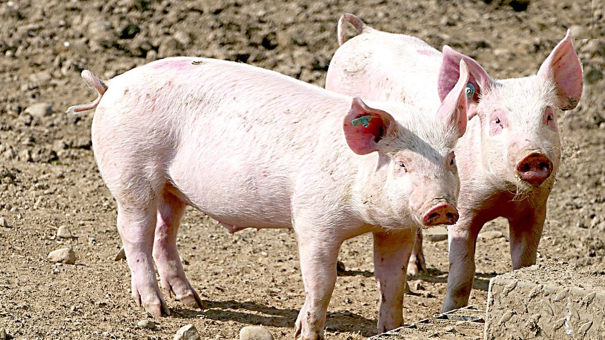 Las granjas de porcino son las más afectadas por el plan. - UNIÓN DE UNIONES