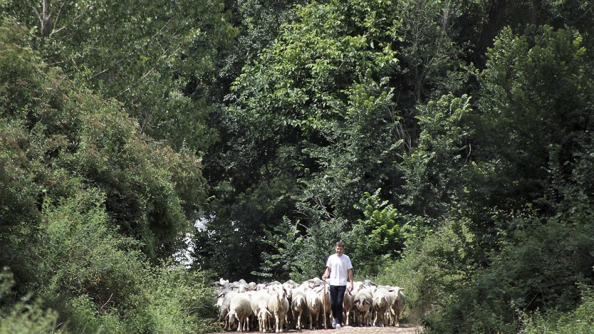 Un joven ganadero saca a pastar su rebaño de ovejas en una pequeña explotación del norte de León. / ICAL