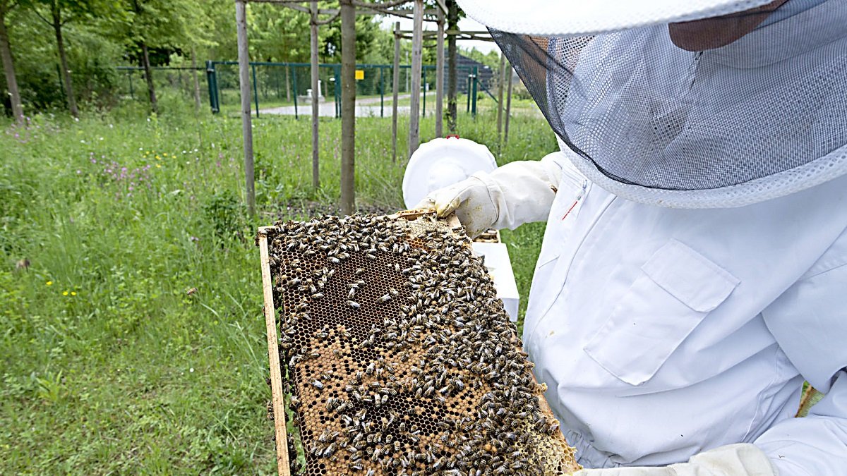 Un apicultor examina el estado de un panal de abejas. PQS / CCO