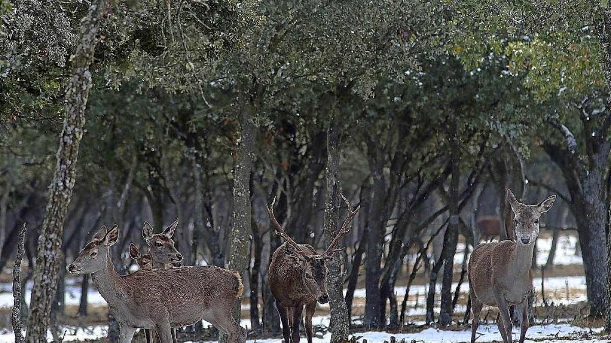 Un grupo de ciervos, ayer, en la reserva natural del Monte el Viejo, cercano a la capital palentina.-ICAL