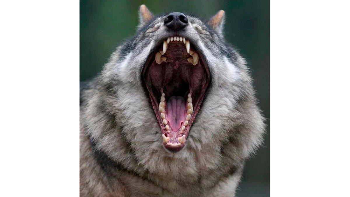 Dentadura del lobo ibérico. | EL MUNDO
