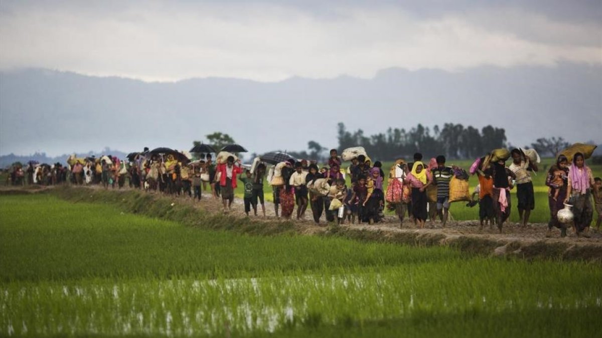 Miembros de la minoría rohingya caminan por un campo de arroz en su huida de Birmania para refugiarse en Bangladés.-AP / BERNAT ARMANGUE