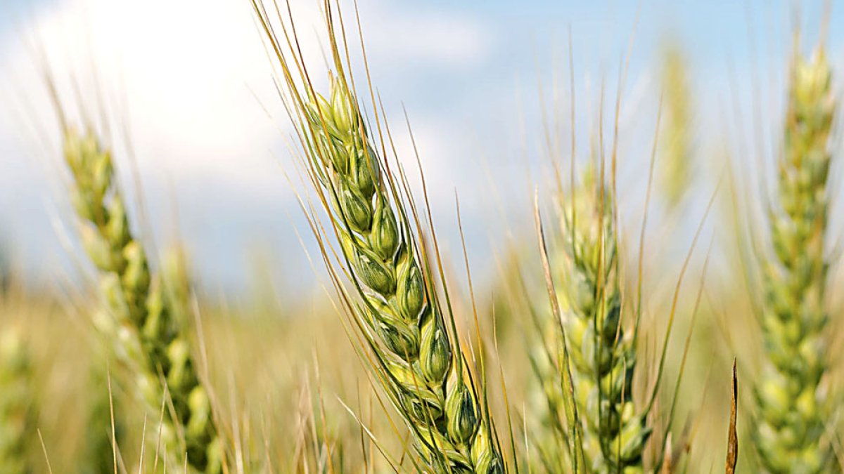 Espigas verdes de cereal en un campo de cultivo. D. NESIC / CCO