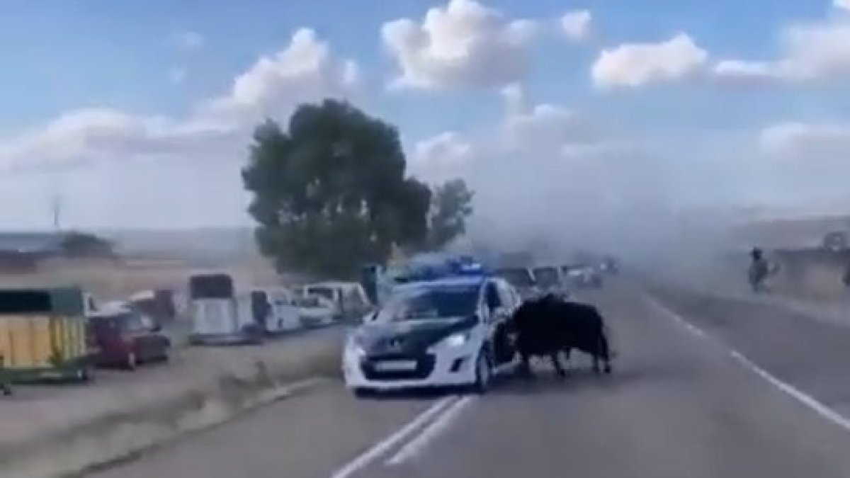 Un toro embiste un coche patrulla de la Guardia Civil en Portillo. -E.M.