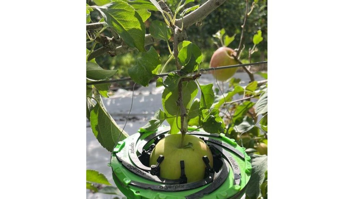 Sistema de calibrado de fruta de Agerpix en la finca de La Rasa de Nufri. -HDS