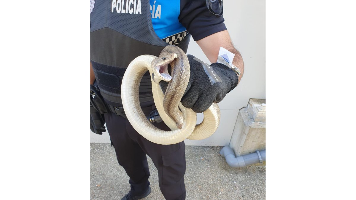 El policía muestra la serpiente. TWITTER POLICÍA LOCAL