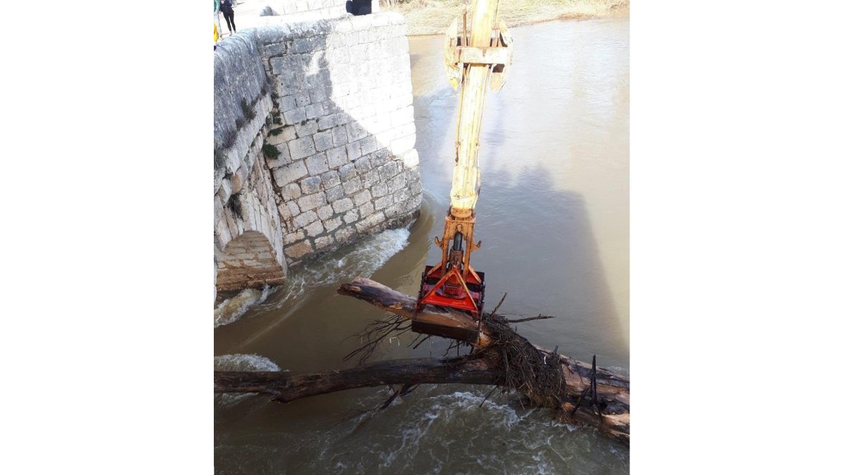 Retirada de troncos acumulados junto al río Pisuerga en Simancas.-JCYL