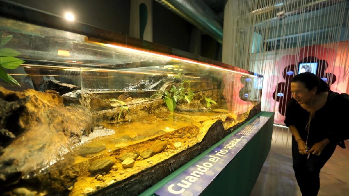 Nuevo acuario de la Casa del Río del Museo de la Ciencia de Valladolid-Miriam Chacón / ICAL