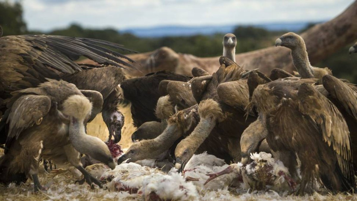 Muladar en la Reserva Biológica Campanarios de Azaba en la provincia de Salamanca, gestionado por la Fundación Naturaleza y Hombre. En la imagen dos buitres negros se alimentan en el muladar-Ical