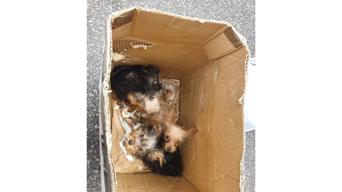 Detectado un criadero ilegal de perros de raza Yorkshire con 52 animales en Valladolid.- P.L.