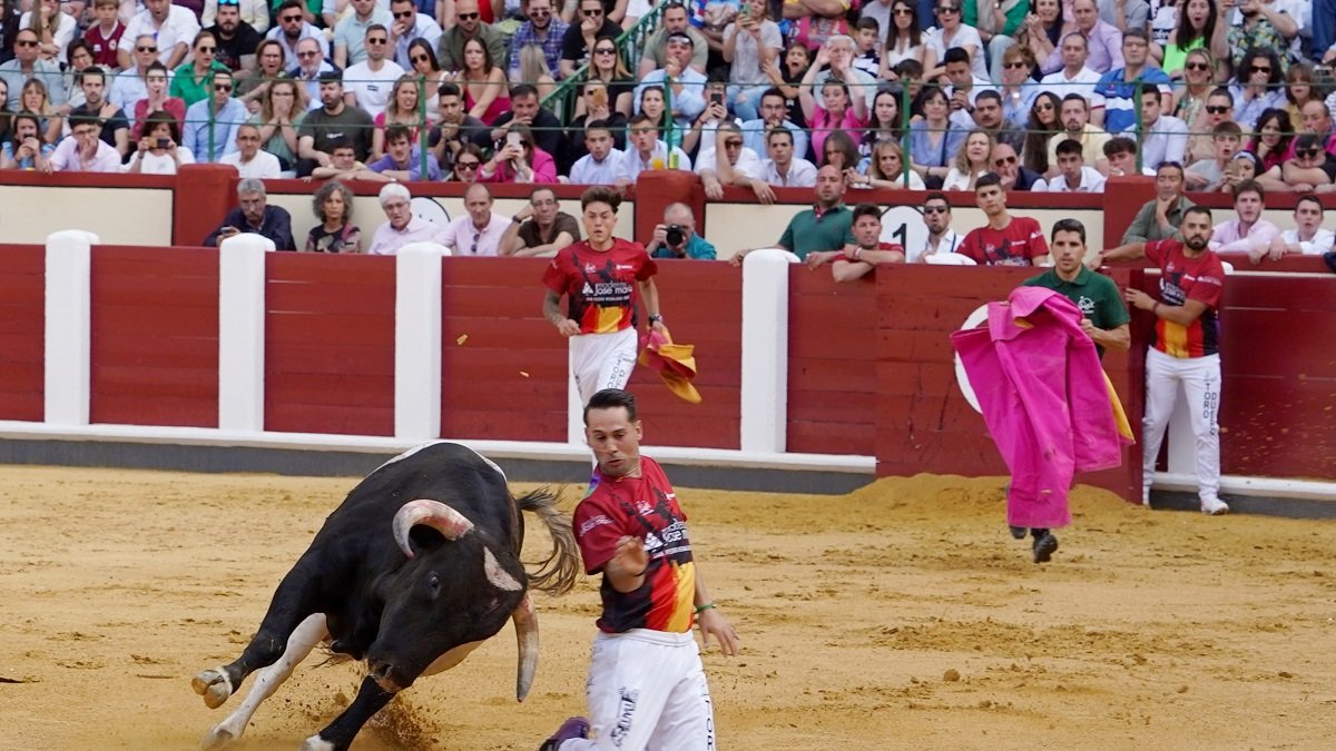 Concurso Nacional de cortes en Valladolid.- ICAL