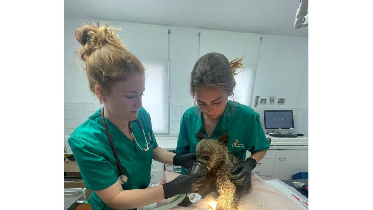 Dos veterinarias de la red de centros de recuperación de animales silvestres de la Junta atienden al osezno encontrado en Colinas del Campo de Martín Moro. -E. M.