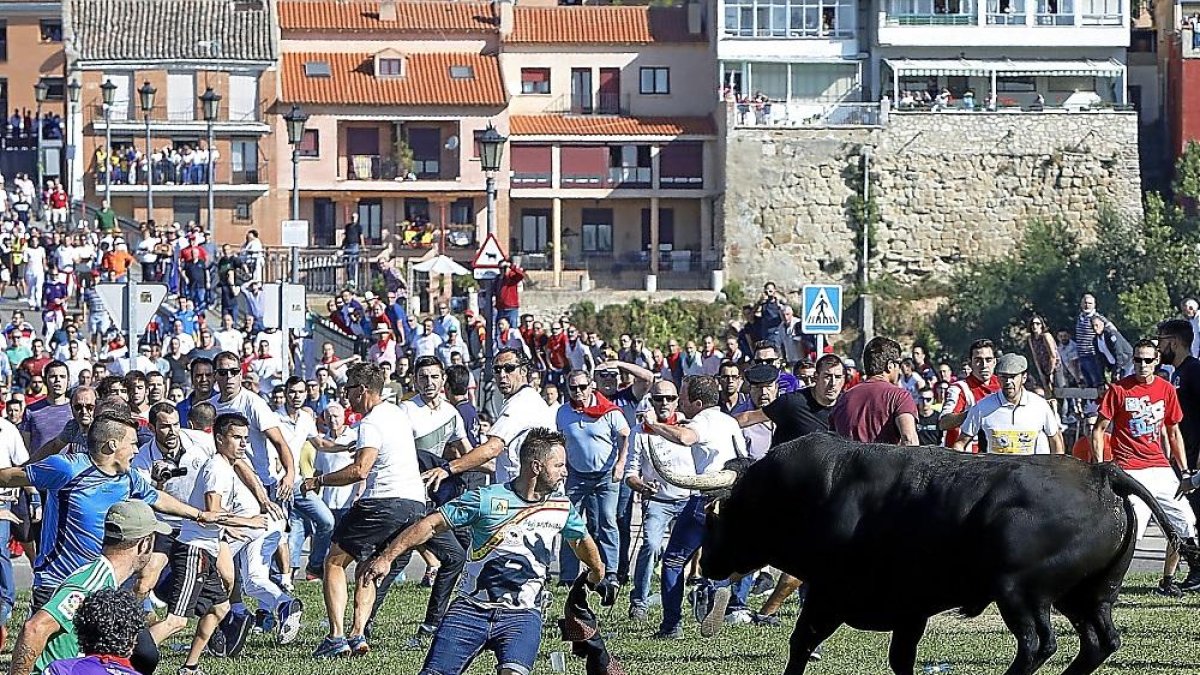 ‘Zamorano’, uno de los últimos lanceros vencedores del torneo original, cita al astado en la última edición del Toro de la Vega, el pasado 11 de septiembre.-J.M. LOSTAU