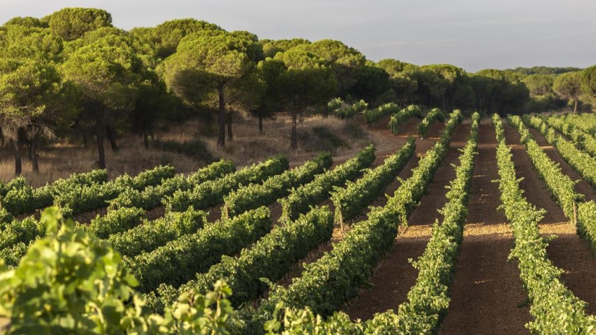 Imagen de las plantaciones de la bodega en la localidad vallisoletana de Pollos donde se cultiva la variedad autóctona de la uva verdejo-EL MUNDO