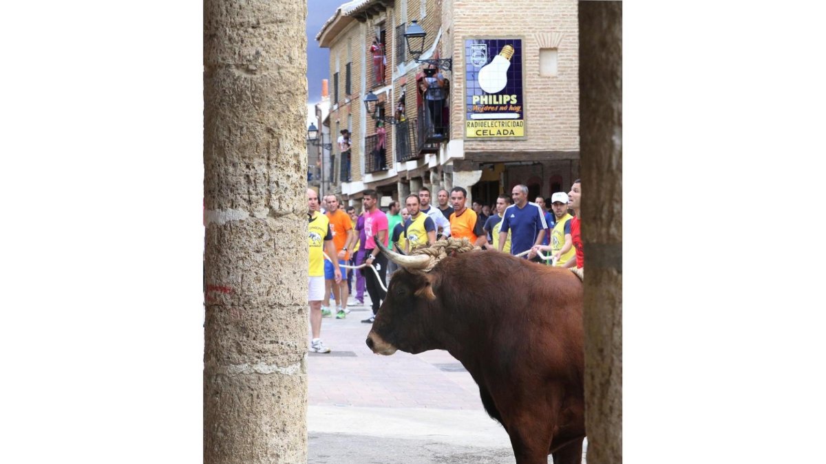 La localidad de Astudillo (Palencia) celebra el encierro del Toro Enmaromado 2016, conocido como Toro del Pueblo, reconocido como espectáculo taurino tradicional-Brágimo / ICAL