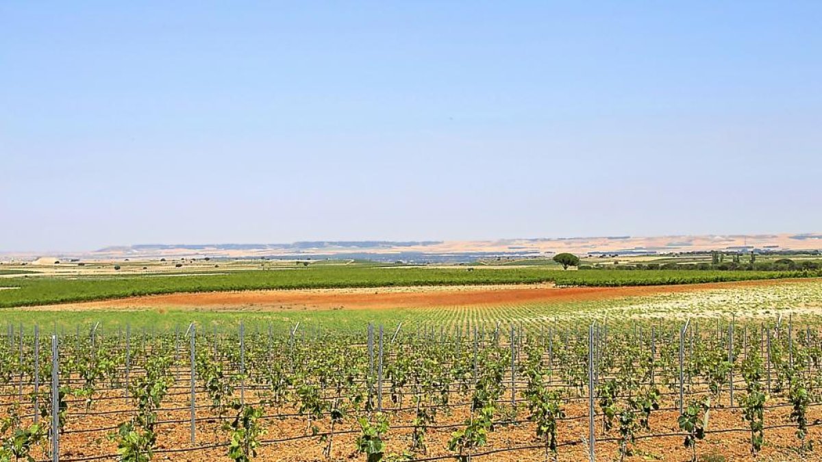 Viña. Bodega Vicente Sanz Rodilana (DO Rueda). Valdestillas, Valladolid-EL MUNDO