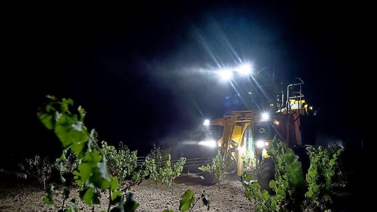 Recogida nocturna de la uva en una bodega de la Denominación de Origen Rueda.-MIGUEL ÁNGEL SANTOS