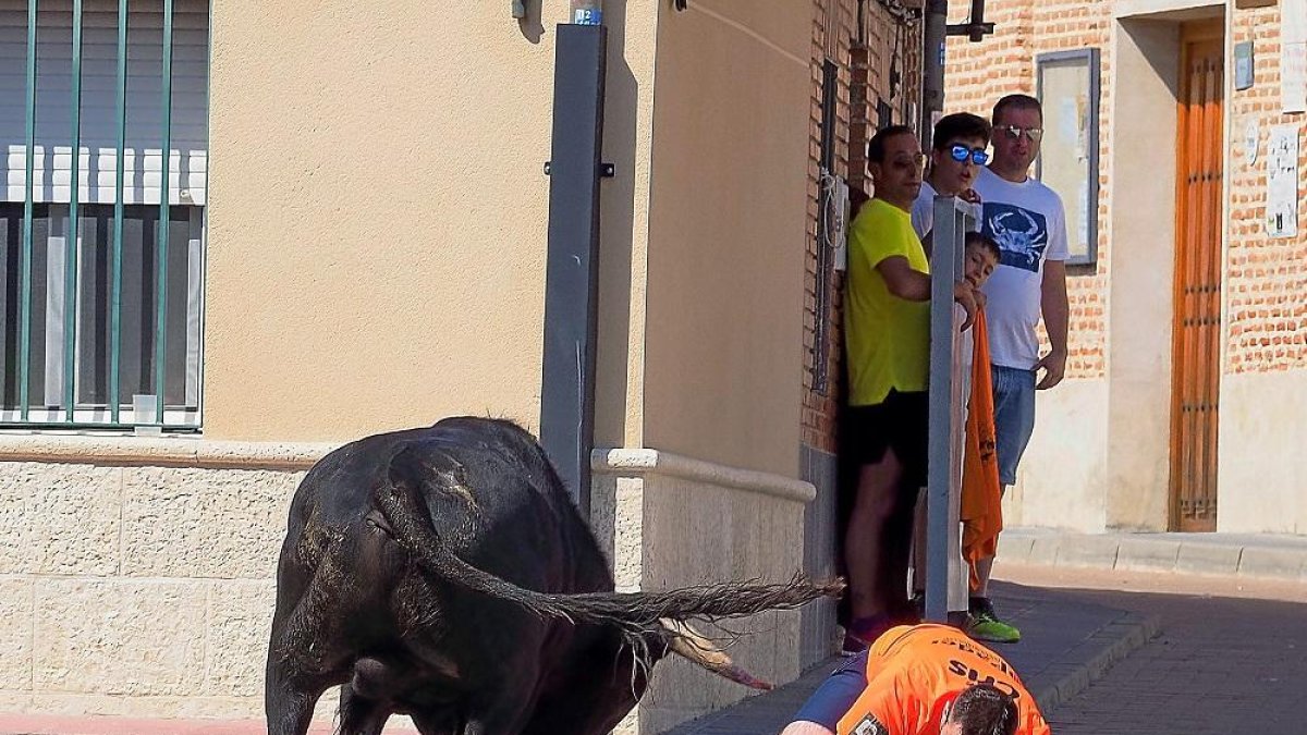 Uno de los momentos de tensión vividos ayer en el encierro de Fresno, la caída de un mozo en el recorrido.-PABLO REQUEJO