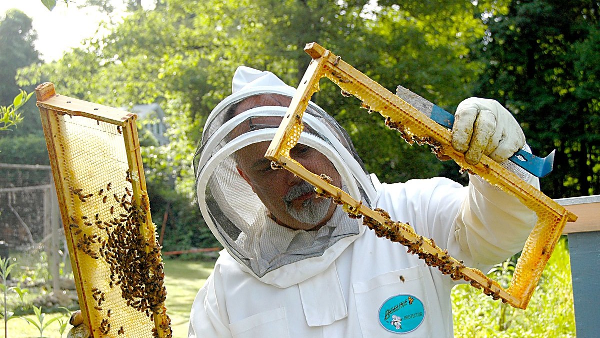 Un apicultor protegido con la vestimenta característica examina una de las colmenas de su explotación con la extracción de dos panales de abejas.- PQS / CCO