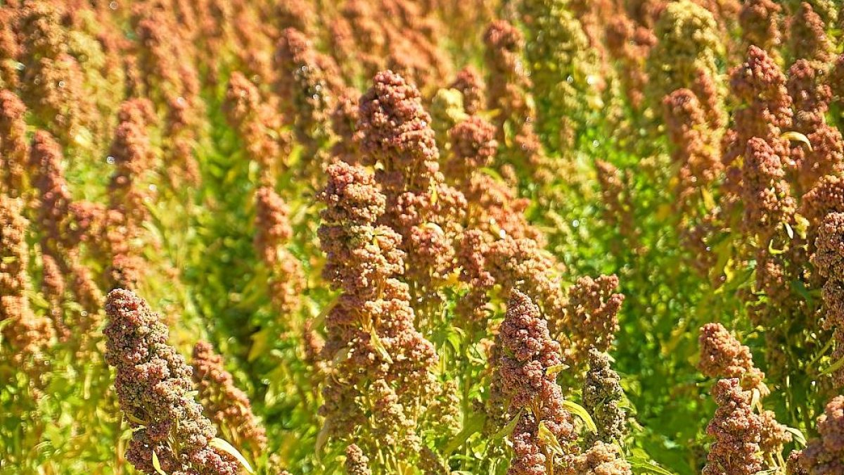 Cultivo de quinoa en un campo de ensayo del Itacyl en la Comunidad.-E.M.