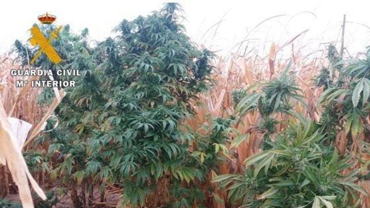 Plantas de marihuana localizadas en un maizal.-GUARDIA CIVIL