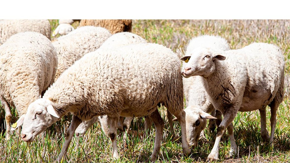 En un año el programa contra la agalaxia ha perdido 15 explotaciones de ovino y caprino. / HDS