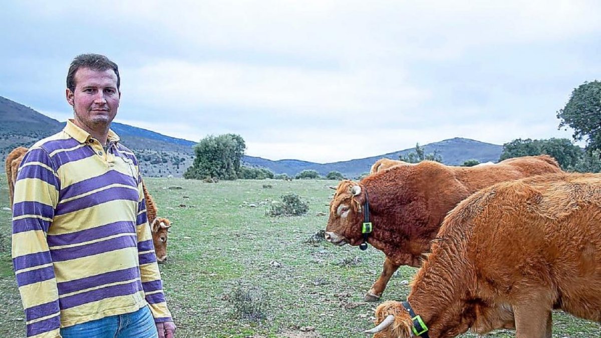 Ruben Blanco, abulense de familia de ganaderos y responsable de Digitanimal, con sus vacas monitorizadas en su explotación de Cabañas.-E. M.