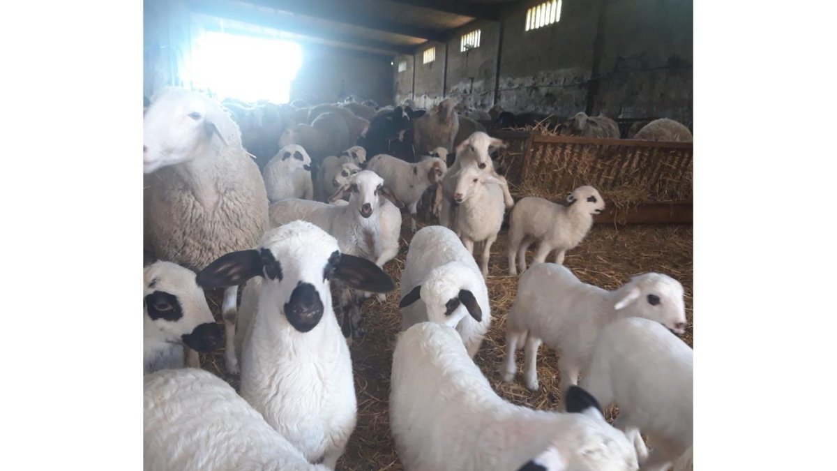 La ganadera cuenta con un millar de corderos en sus corrales «que evidentemente no van a dejar de crecer por el coronavirus» comenta.  / ECB