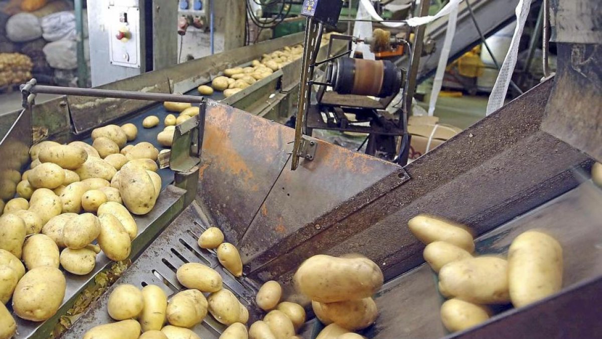 Cargamento de patatas en pleno proceso industrial en una empresa de la Comunidad.-E.M.