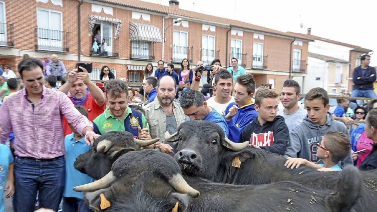 Vecinos y visitantes traspasan las talanqueras para acariciar a cuatro jóvenes búfalos que formaron parte del peculiar encierro.-R.G. Santiago