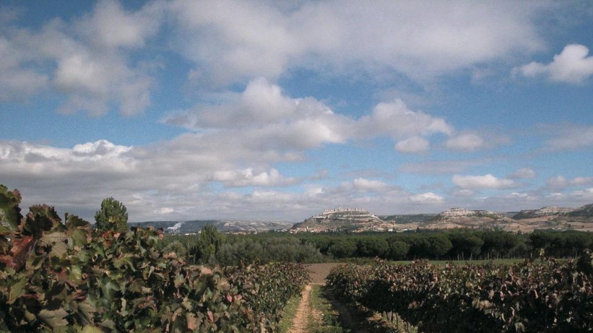 Imagen de archivo del viñedo de la DO Ribera               de Duero ubicado en el municipio de Peñafiel.-EL MUNDO