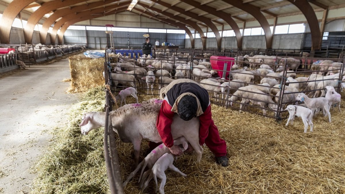 Macotera, Salamanca, reportaje en una granja de corderos, un sector que ha entrado en crisis a causa del cierre de restaurantes y la suspension de bodas y comuniones por el coronavirus.- ALBERTO DI LOLLI