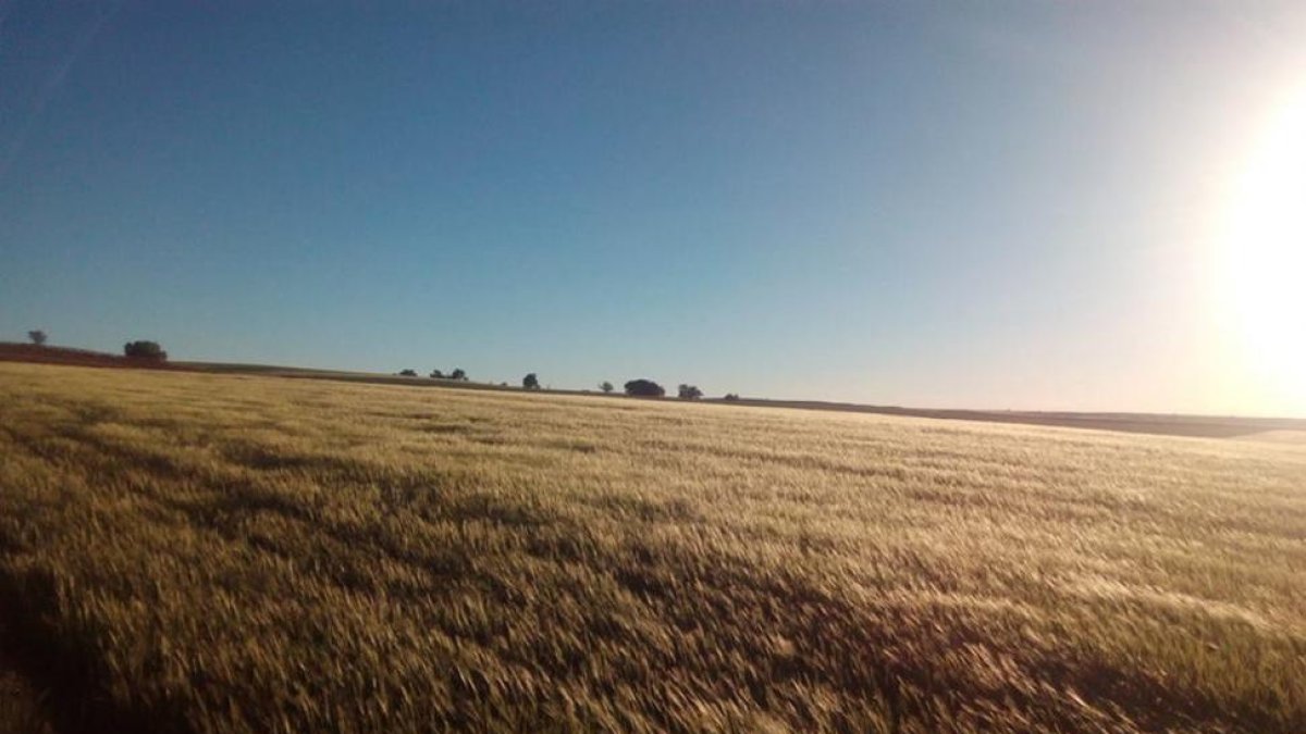 Campo de cereal en Fuentenebro (Ribera del Duero) del que se extrae la cebada para elaborar cerveza.-MICA