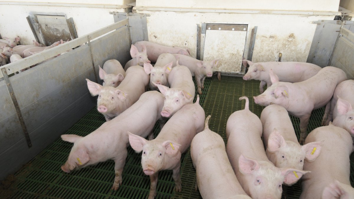 Granja de cerdos en la provincia. MARIO TEJEDOR