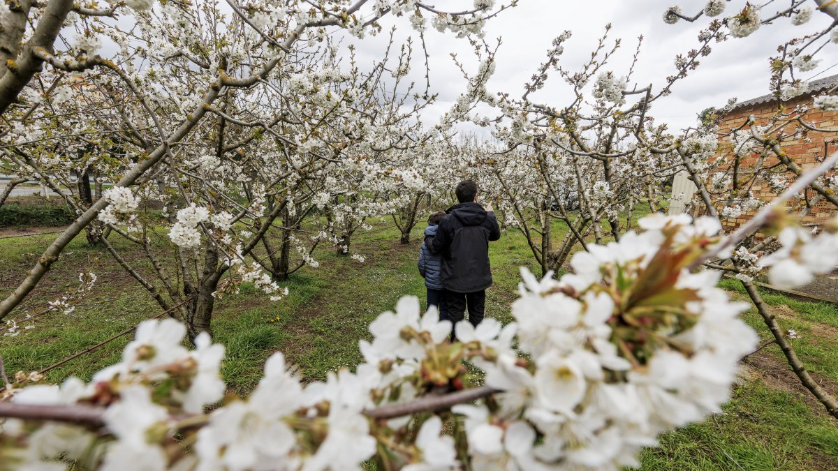 Finca de cerezos en flor en Salas de Bureba.