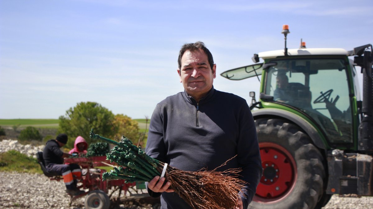 Ángel Luis Margüello ha plantado esta semana 15 hectáreas en Ribera del Duero.