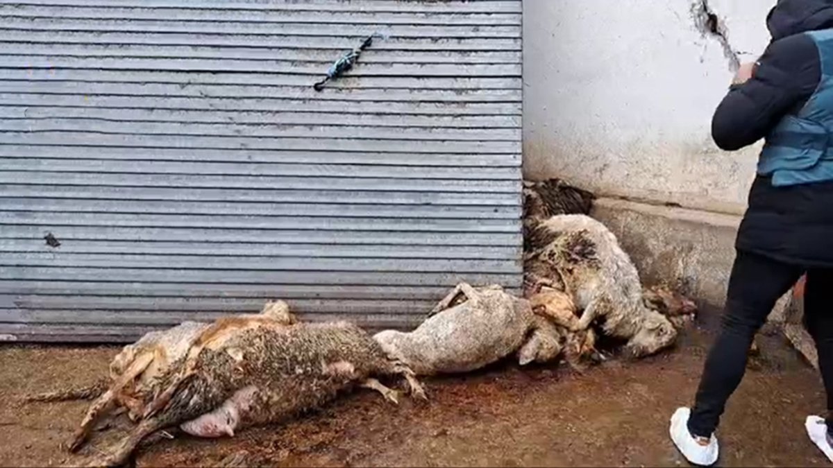 Investigado un ganadero de ovino de Renedo (Valladolid) por el abandono de los animales