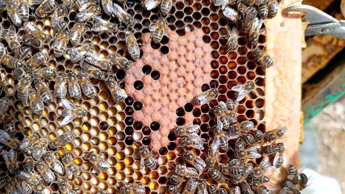 Un panal de abejas de la subespecie negra ibérica.