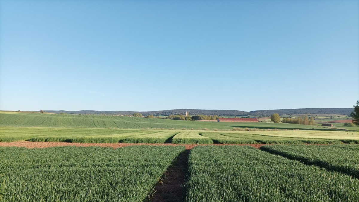 Campos de cereal en la localidad burgalesa de Lerma, en la comarca de Arlanza. UPA CYL
