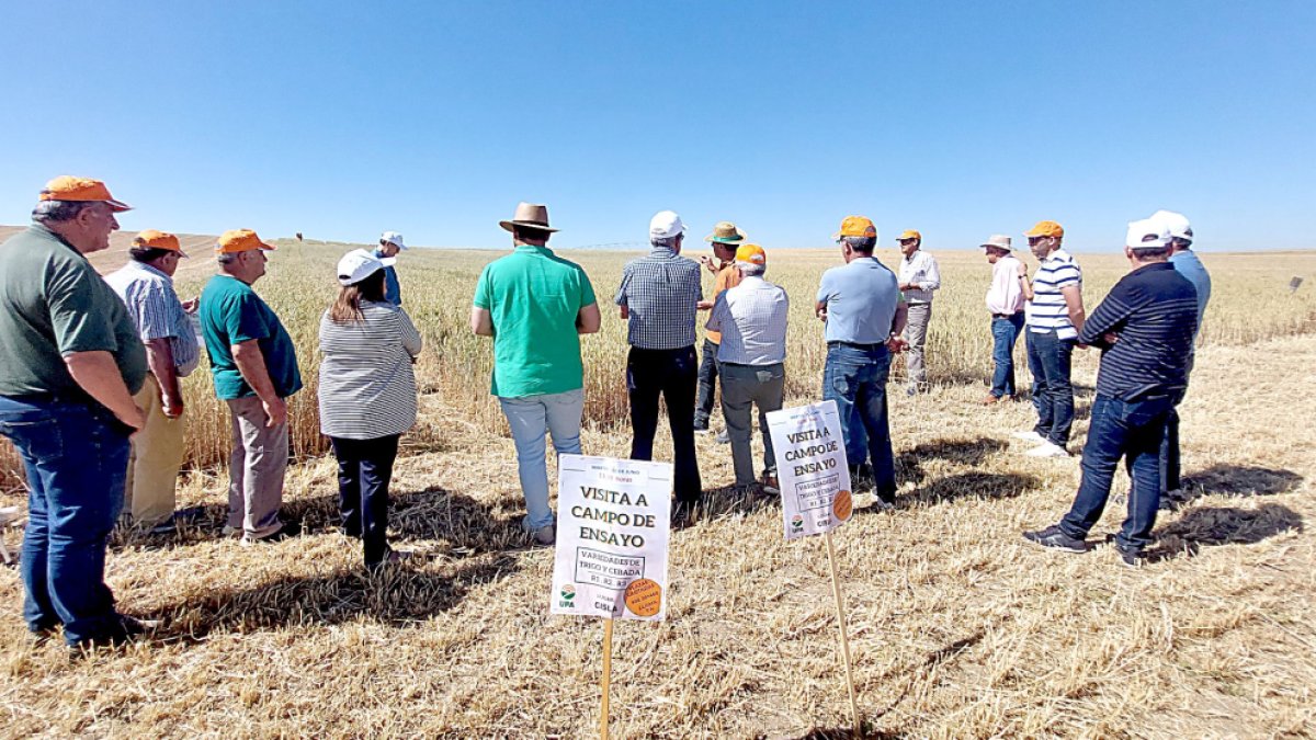 Un grupo de agricultores de la comarca de La Moraña visita los campos de ensayo de UPA en Ávila.